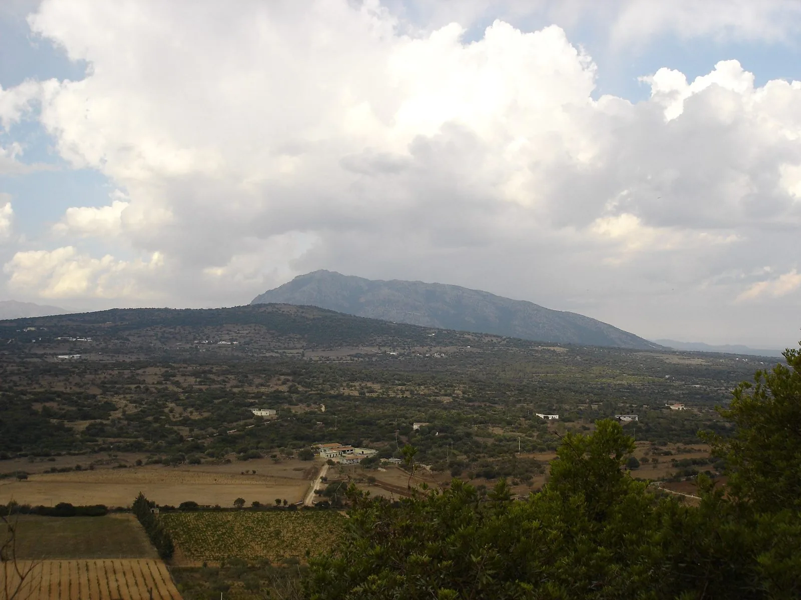 Campagna vitata nei dintorni di Nuoro con un rilievo montuoso sullo sfondo
